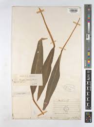 Image result for Siphonochilus brachystemon