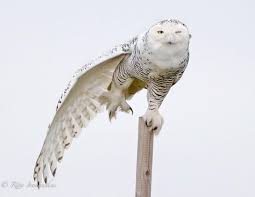 Bu Kadar Yakindan Bir Baykusu Gormusmuydunuz Baykus Resimleri Kocaman Gozleriyle Baykuslar Baykus Fotograflari Owl Pictures Hay Hayvanlar Alemi Owl Ve Hayvanlar
