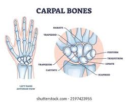 Image result for Hamate Bone