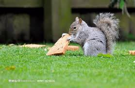 草地上吃面包的小松鼠 素材公社tooopen com cute animals squirrel animals