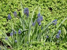 Image result for Hyacinthaceae
