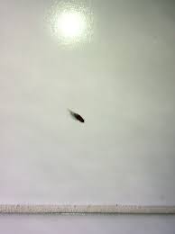 tiny beetles in house denverfasr