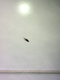 32 small bugs in kitchen sink tiny black beetles small. Tiny Beetles In House Denverfasr