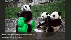 26 dog pictures so funny, we dare you not to laugh. I Can Has Cheezburger Acting Like Human Funny Animals Online Cheezburger