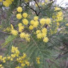 Image result for Acacia decurrens