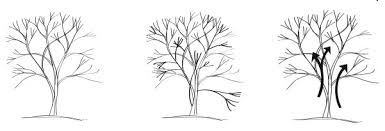 Keeping this in view, how much can you prune a dogwood tree? Pruning Ornamental Trees Seattle S Favorite Garden Store Since 1924 Swansons Nursery