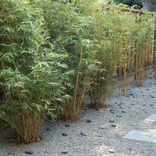 Clumping Bamboo Planted To Hide A Both A Fence Neighbors Alphonse Karr Bamboo Home Design Bamboo Landscape Bamboo Garden Small Garden Design