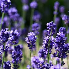 Image result for Lavandula angustifolia Vera