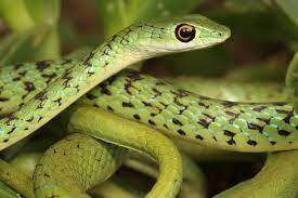 Spotted Bush Snake Snake Snake Tail Reptiles And Amphibians
