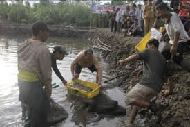 Panen Perdana 10 Ton Udang Vaneme Di Kabupaten Lingga Antara News Sumatera Barat