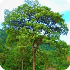 Image result for Cybistax antisyphilitica