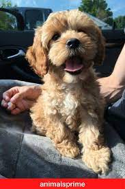 Browse and find cockapoo puppies today, on the uk's leading dog only classifieds site. Mini Cockapoo Puppies Colorado References Pupkits
