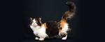 Munchkin cat - Wikipedia