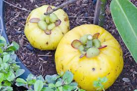 Image result for Garcinia pachyclada