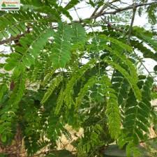 Image result for Albizia odoratissima
