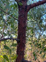 Image result for Acacia montigena