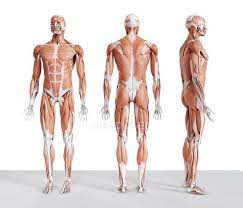 Male side view anatomy images stock photos vectors. Composite Digital Illustration Of Male Musculature In Front Rear And Side View Fitness Human Anatomy Stock Photo 308623210