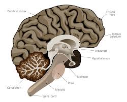 The central nervous system (cns) is the part of the nervous system consisting primarily of the brain and spinal cord. Toxtutor Neurotoxicity