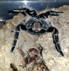 They are largely terrestrial, opportunistically burrowing spiders. Oh Curly Hair I Just Wanted Your Molt Tarantulas