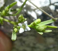 Image result for Thesium thamnus