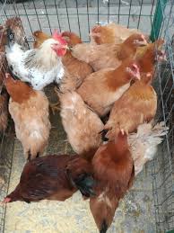 Infestarea Păsărilor Cu Păduchi Sfaturi In Utile Revista Ferma