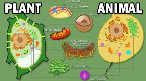 Eukaryotic cells are more complex than prokaryotic cells and are found in. Plant Vs Animal Cells Youtube