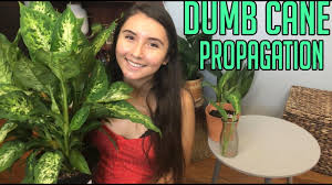 How To Propagate A Dumb Cane Care Tips Dieffenbachia Houseplant Youtube