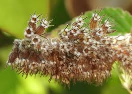 Image result for Mesosphaerum pectinatum