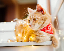Izmir Pets 0 542 769 82 86 Ayni Gun Ucretsiz Teslimat Izmir Pets
