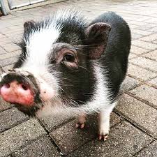 What Makes A Mini Pig Mini Mazuri Exotic Animal Nutrition