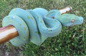 True Blue Morph Emerald Tree Boa Emerald Tree Boa Cutest Animals On Earth Cute Animals