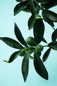 Check spelling or type a new query. In Season Now Buying Storing And Preparing Kumquats