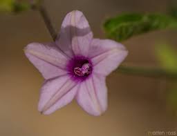Image result for Ipomoea sinensis