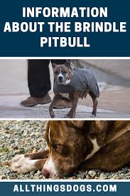 Information About The Brindle Pitbull Pitbulls Pitbull Dog Breed Brindle