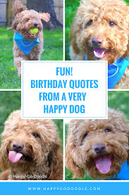 From sophisticated marble designs to superhero money cards, and dogs whose … 40 Fun Birthday Quotes From A Ridiculously Happy Birthday Dog
