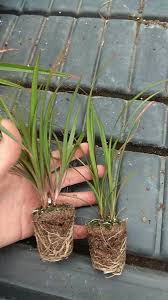 Image result for Pandanus utilis