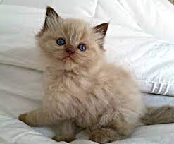 Chocolate Sepia Cinnamon Carrier Hcm Ragdoll Cat Breeders Baby Cats Ragdoll Cat Breed