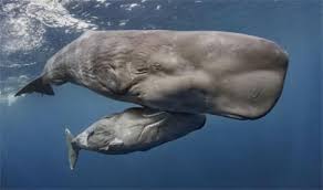 Paus sperma (physeter macrocephalus) adalah hewan terbesar dalam kelompok paus bergigi sekaligus hewan bergigi terbesar di dunia. Paus Sperma Sang Penakluk Cumi Cumi Raksasa Re Tawon