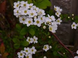 Image result for Spiraea thunbergii