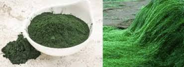 Perlu diketahui, masker spirulina merupakan produk dengan mutu yang sudah teruji. 4 Cara Mudah Membedakan Masker Spirulina Tiens Asli Dan Palsu