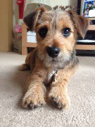 To the casual eye, the norwich terrier is virtually identical to the norfolk terrier. Yorkie X Jack Russell Online Shopping