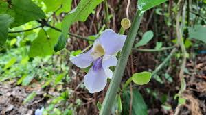 Image result for Thunbergia graminifolia