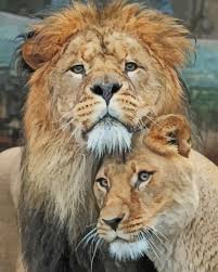 Free for commercial use no attribution required high quality images. Romance Couple Lion And Lioness New Paint By Numbers Canvas Paint By Numbers
