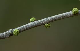 Image result for Vepris reflexa