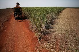 Parte das usinas no Brasil reduzem produção de açúcar para focar no etanol,  diz Datagro - Forbes