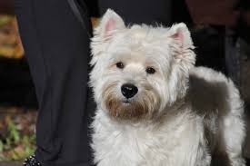 Signs and symptoms of mange in dogs. How To Get Rid Of Westie Tear Paw And Beard Stains