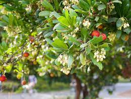 We did not find results for: Arbutus Unedo Strawberry Tree A Marina Marina Strawberry Tree Trees Of Stanford Environs
