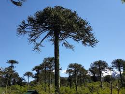 Image result for Araucariaceae