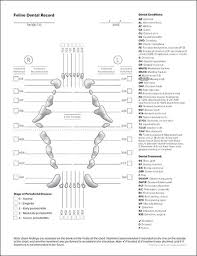Feline Dental Record Vet Med Veterinary Technician