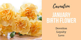 We did not find results for: Discover Your Birth Flower Interflora